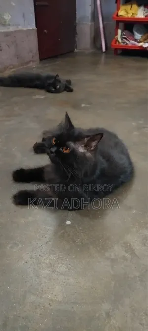 1+ year Female Purebred Persian