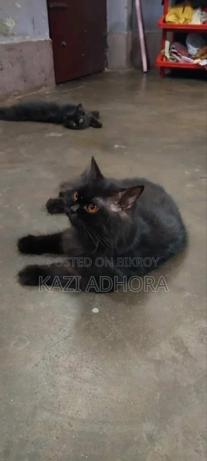 1+ year Female Purebred Persian