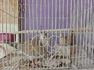 Dove Bird for Sale Running Pair