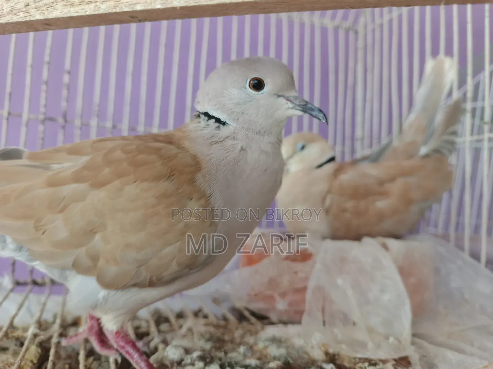 Dove Bird for Sale Running Pair