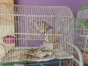 Dove Bird for Sale Running Pair