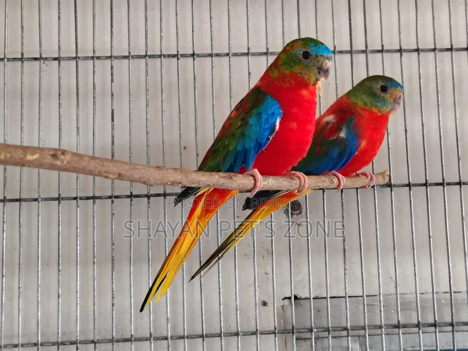 Turquoisine Full Adults Pair