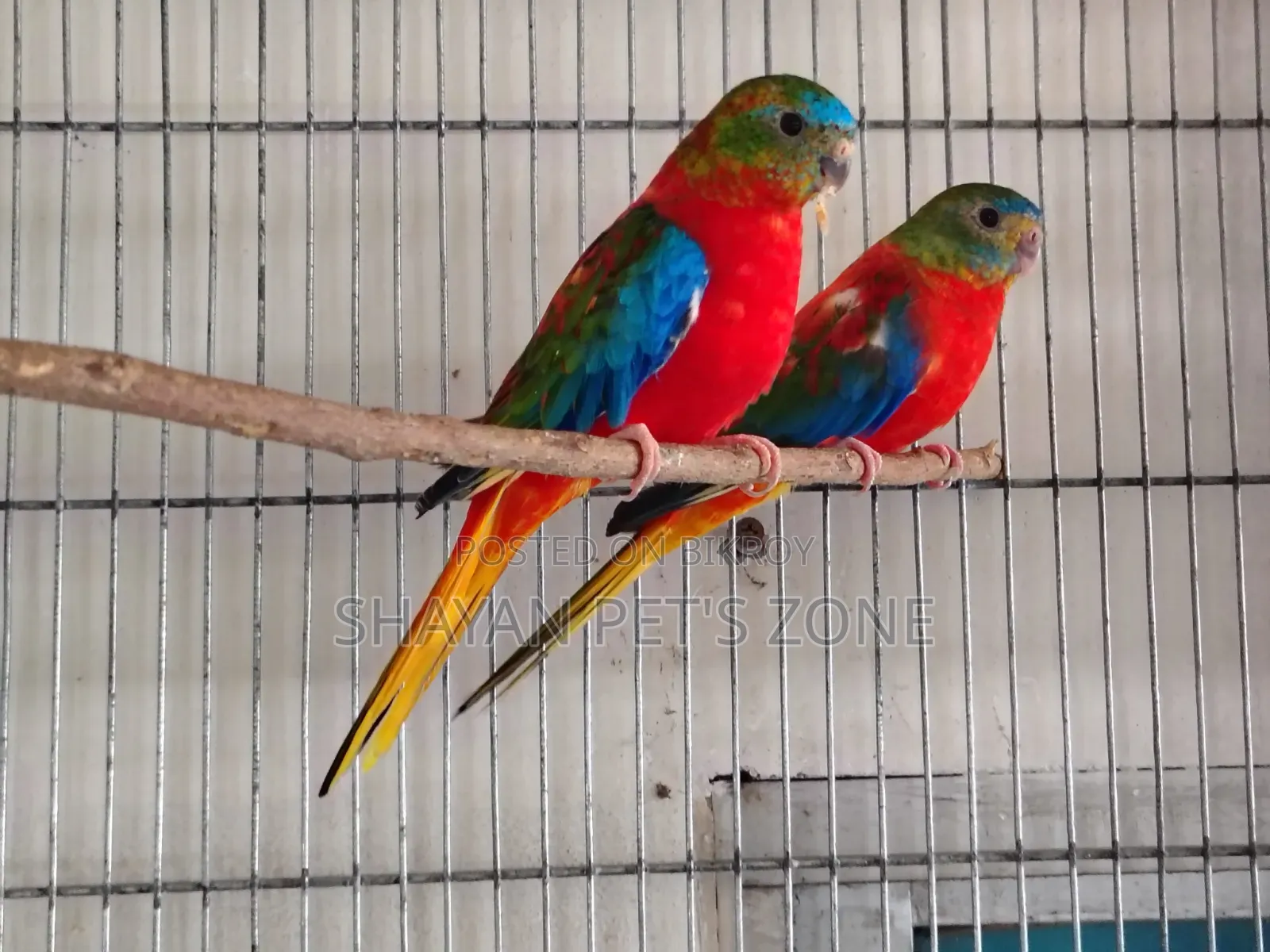 Turquoisine Full Adults Pair
