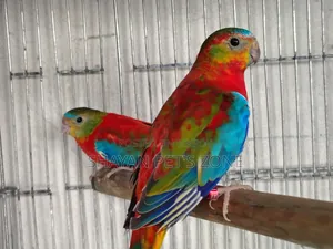 Turquoisine Full Adults Pair