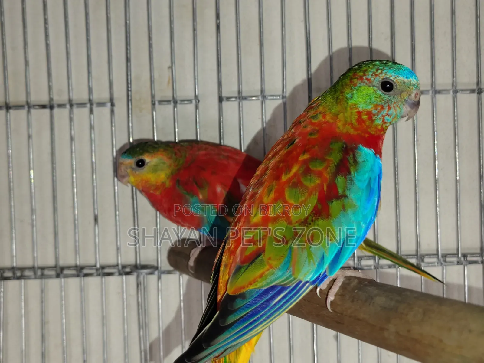 Turquoisine Full Adults Pair