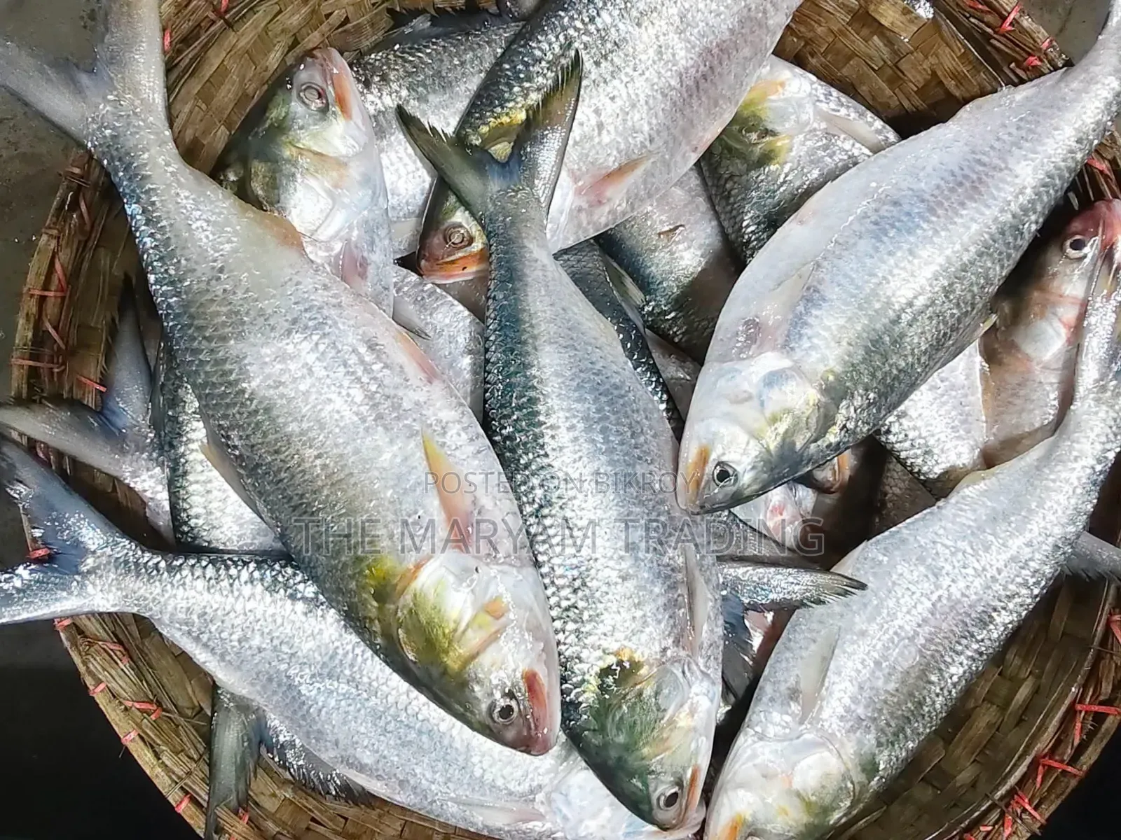 চাঁদপুরের রুপালী ইলিশ
