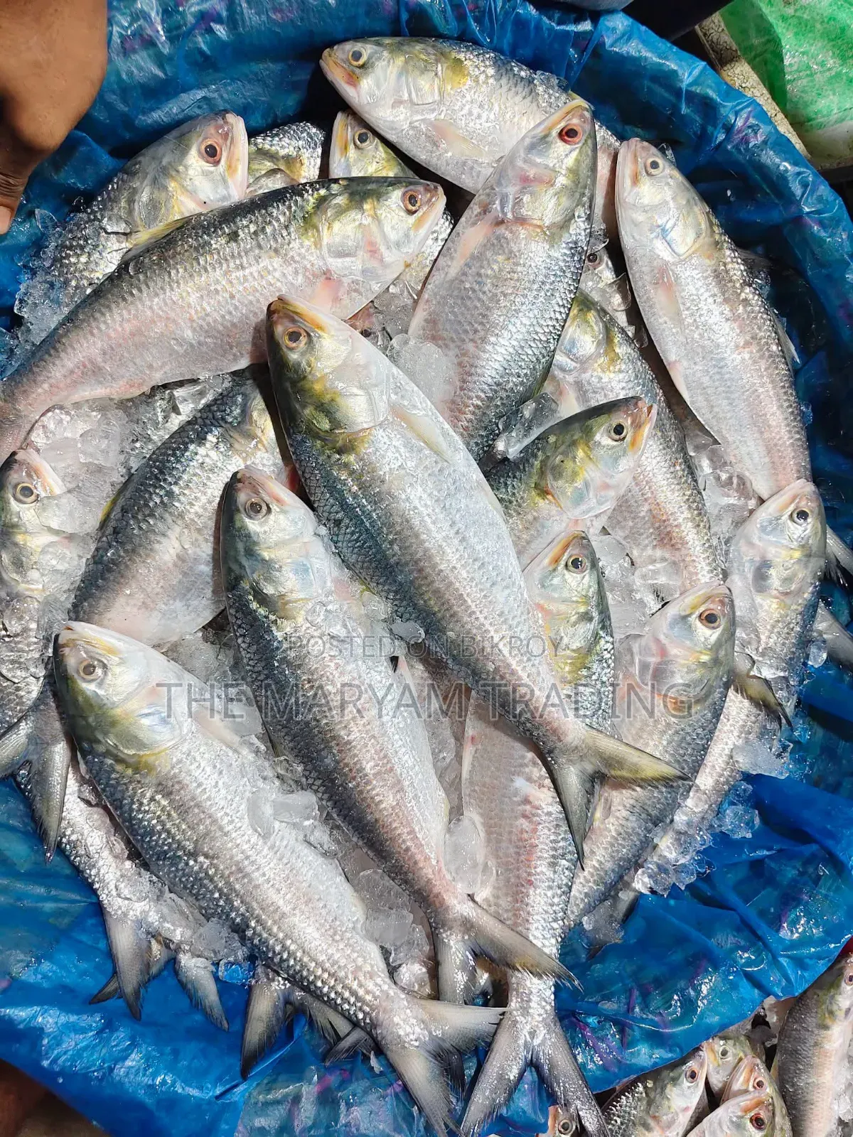 চাঁদপুরের রুপালী ইলিশ