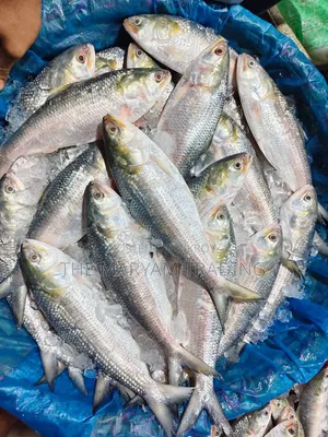 চাঁদপুরের রুপালী ইলিশ
