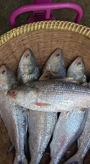 চাঁদপুরের রুপালী ইলিশ