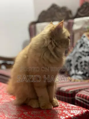 ৬-১২ মাসের ফিমেল পিওরব্রেড পার্সিয়ান