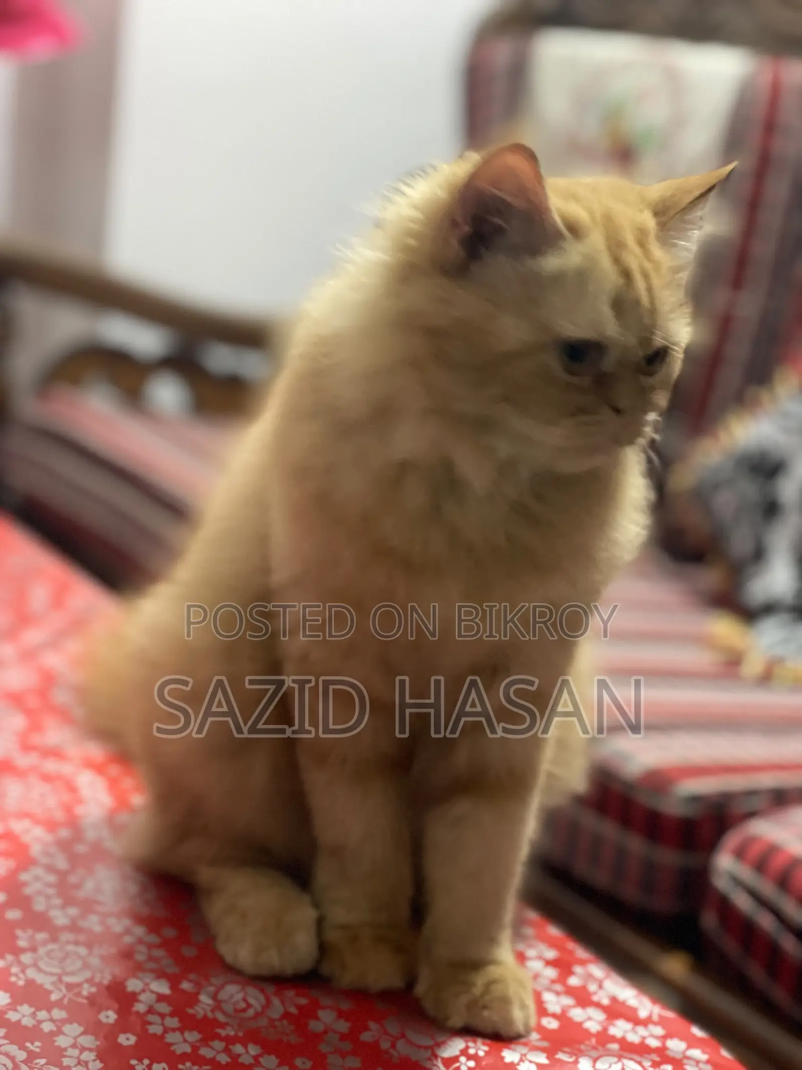 ৬-১২ মাসের ফিমেল পিওরব্রেড পার্সিয়ান
