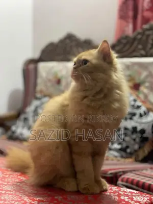 ৬-১২ মাসের ফিমেল পিওরব্রেড পার্সিয়ান