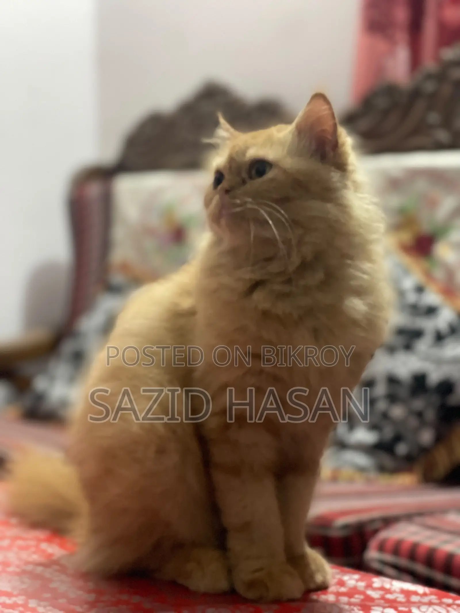 ৬-১২ মাসের ফিমেল পিওরব্রেড পার্সিয়ান