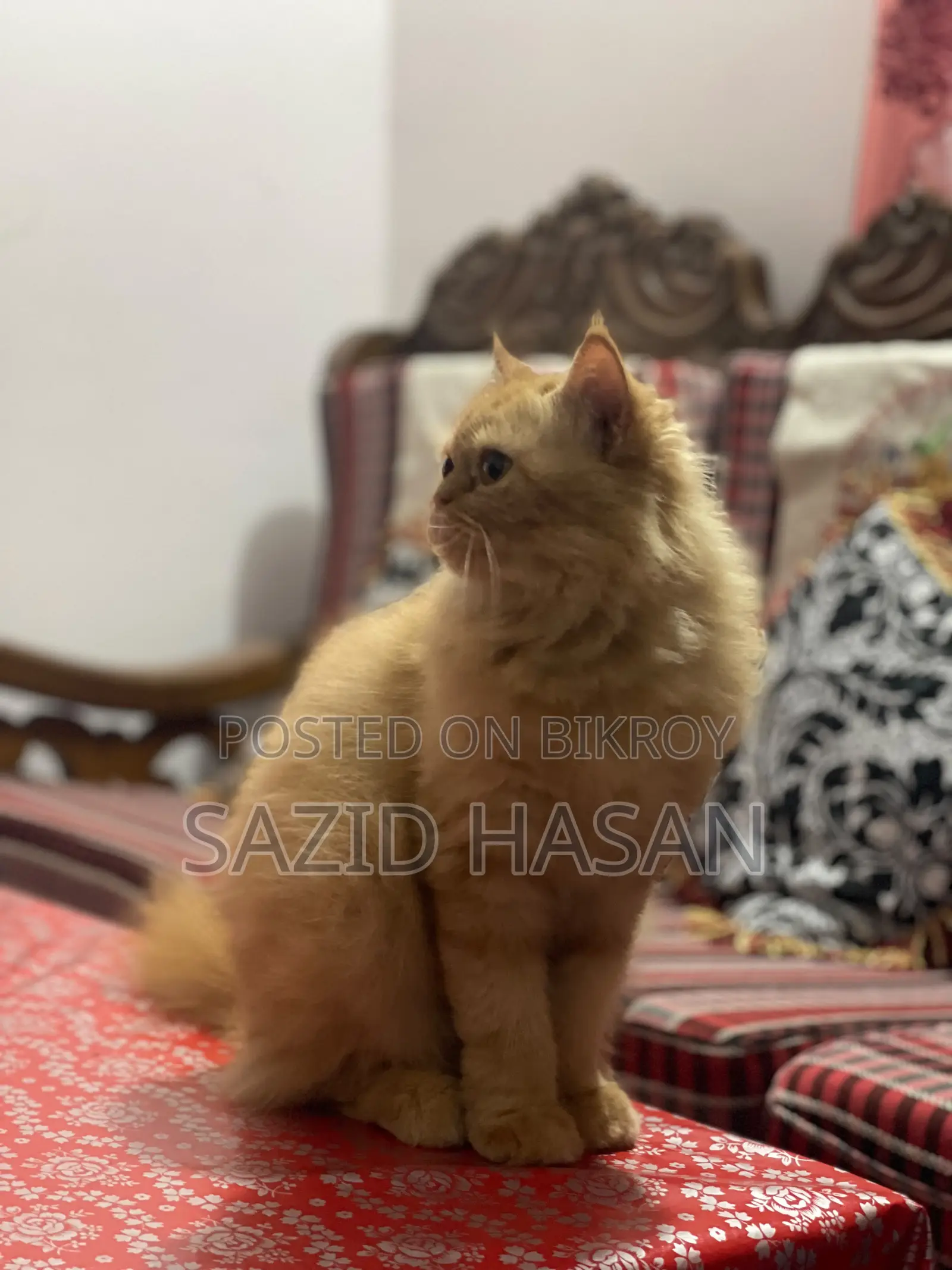 ৬-১২ মাসের ফিমেল পিওরব্রেড পার্সিয়ান