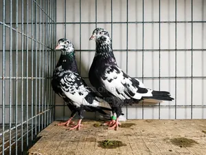 Rampuri Pigeon 1 Pair Trusted