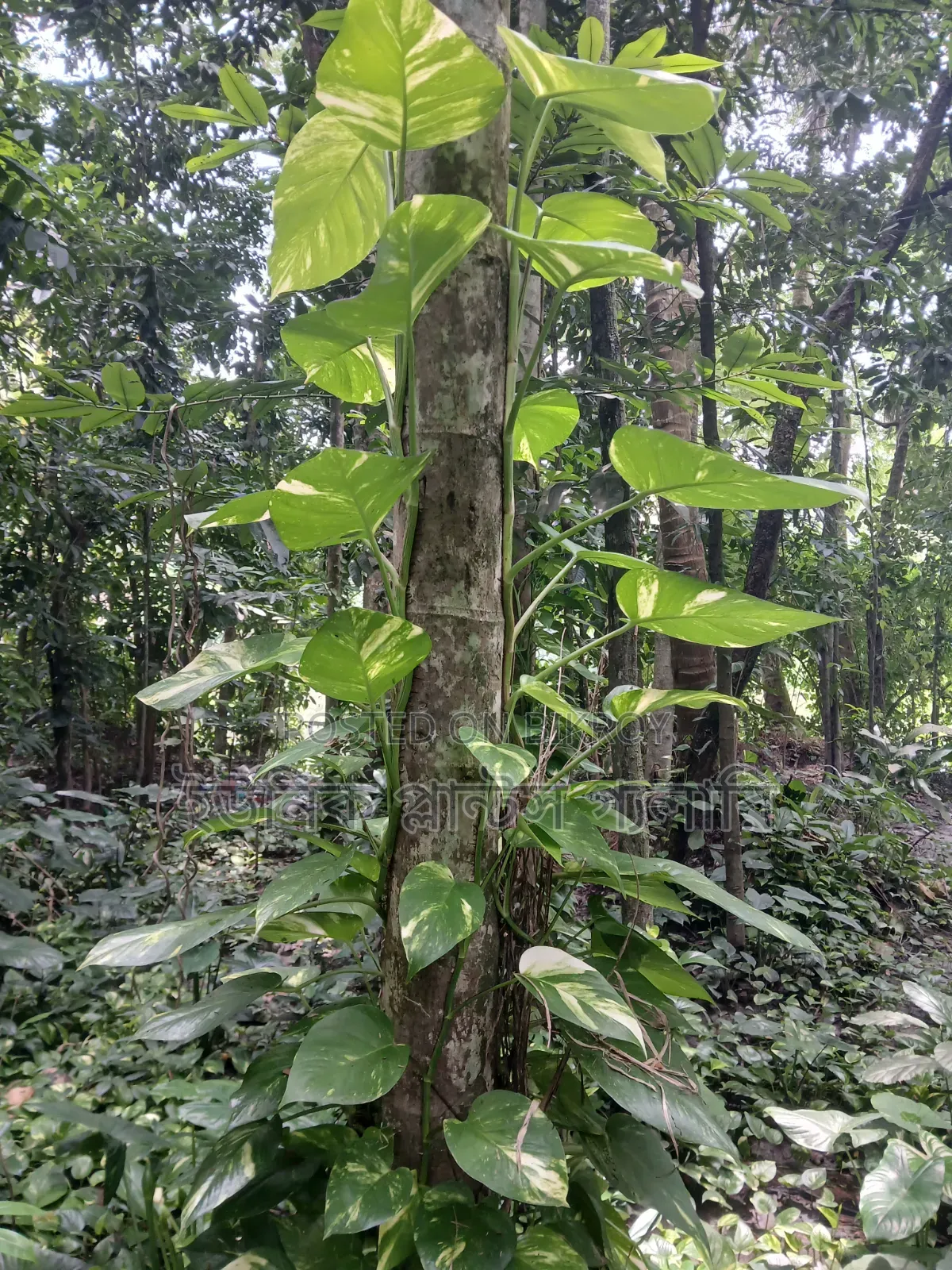 Money plant will be sold at wholesale price.