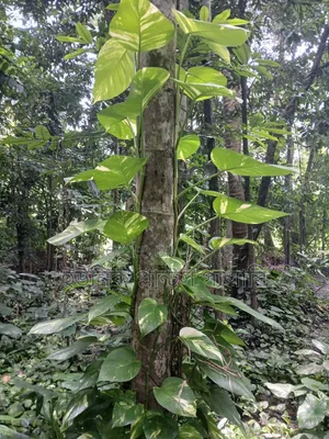 Money plant will be sold at wholesale price.