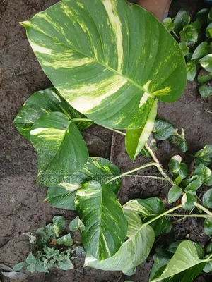 Money plant will be sold at wholesale price.