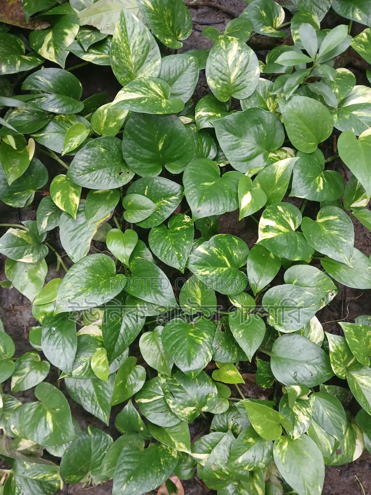 Money plant will be sold at wholesale price.