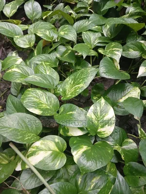 Money plant will be sold at wholesale price.