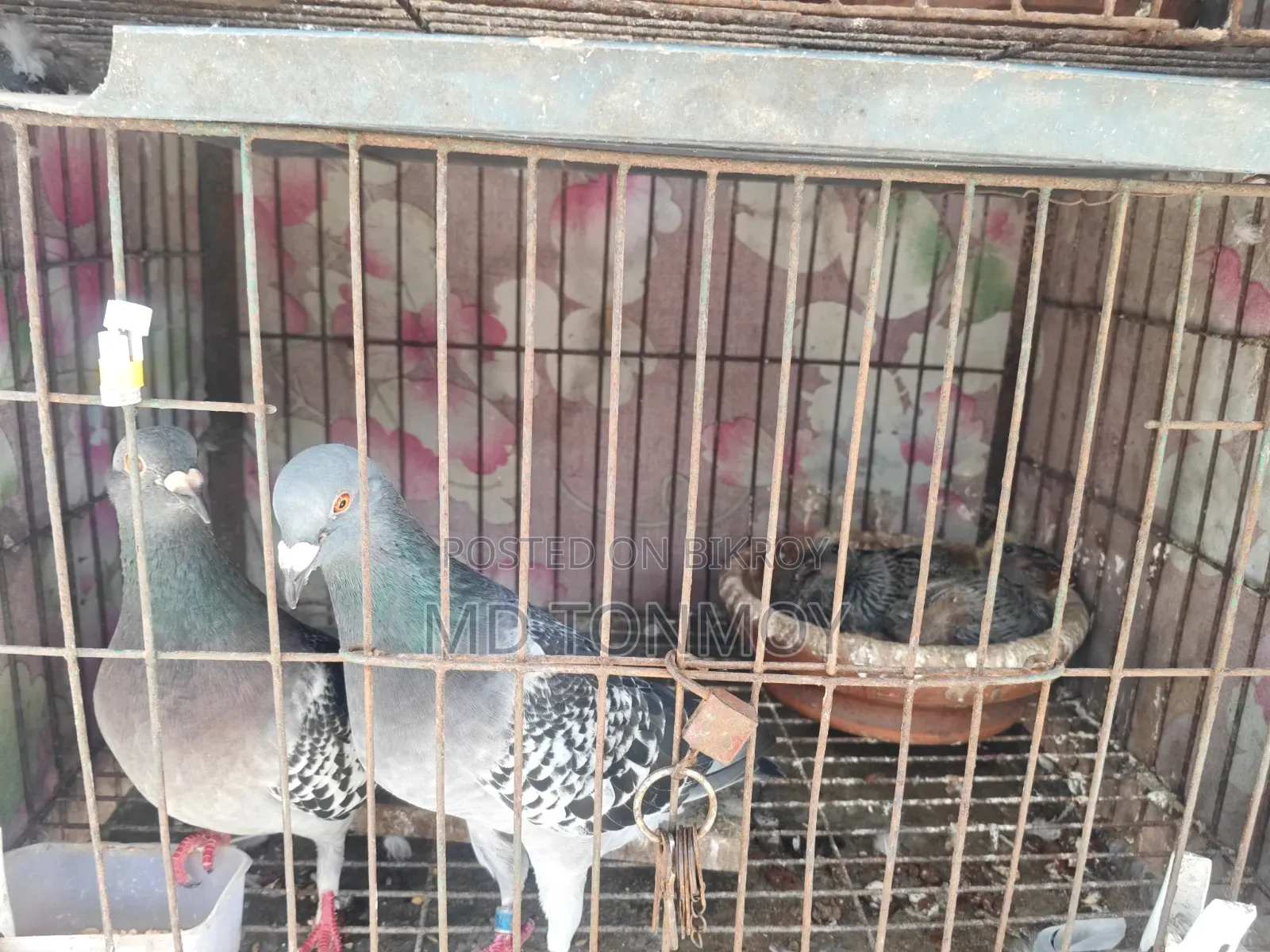 A pair of racer pigeons with a chick for sale