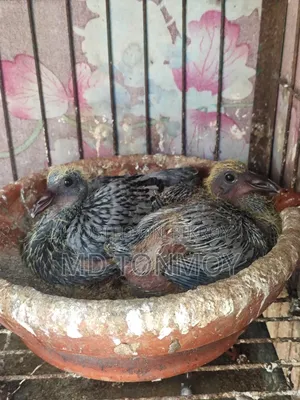 A pair of racer pigeons with a chick for sale