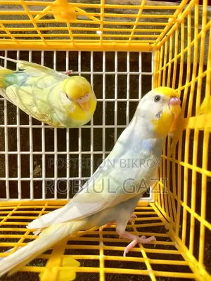 আজ রেনবো পাইপ বাজরিকা পাখি অ্যাডাল্ট