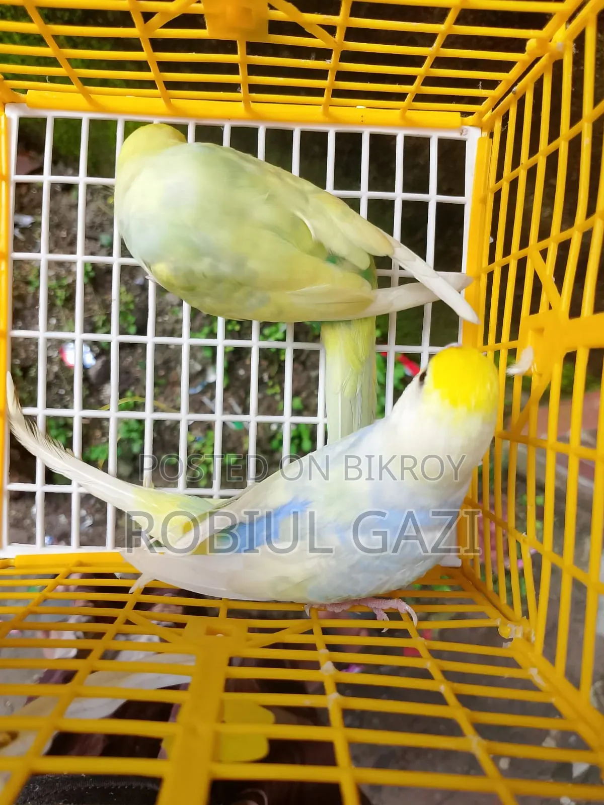 আজ রেনবো পাইপ বাজরিকা পাখি অ্যাডাল্ট