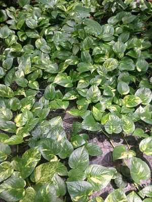 Money plant will be sold at wholesale price.