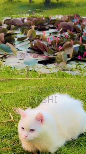 ৬-১২ মাসের পুরুষ বিশুদ্ধ পার্সিয়ান বিড়াল