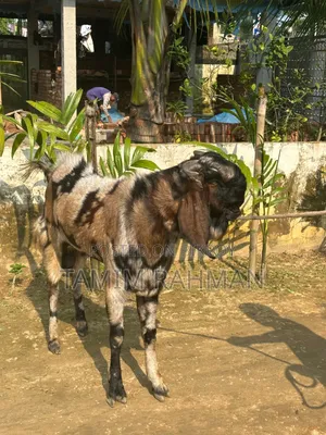 একটি পাঠা বিক্রি হবে