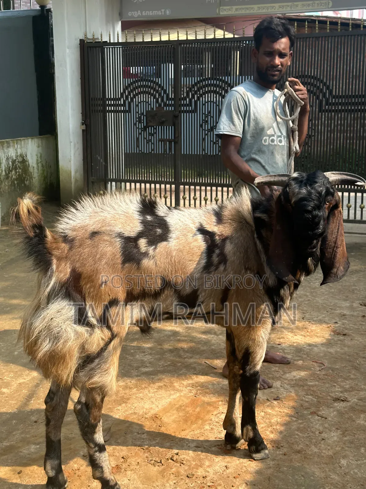 A goat will be sold