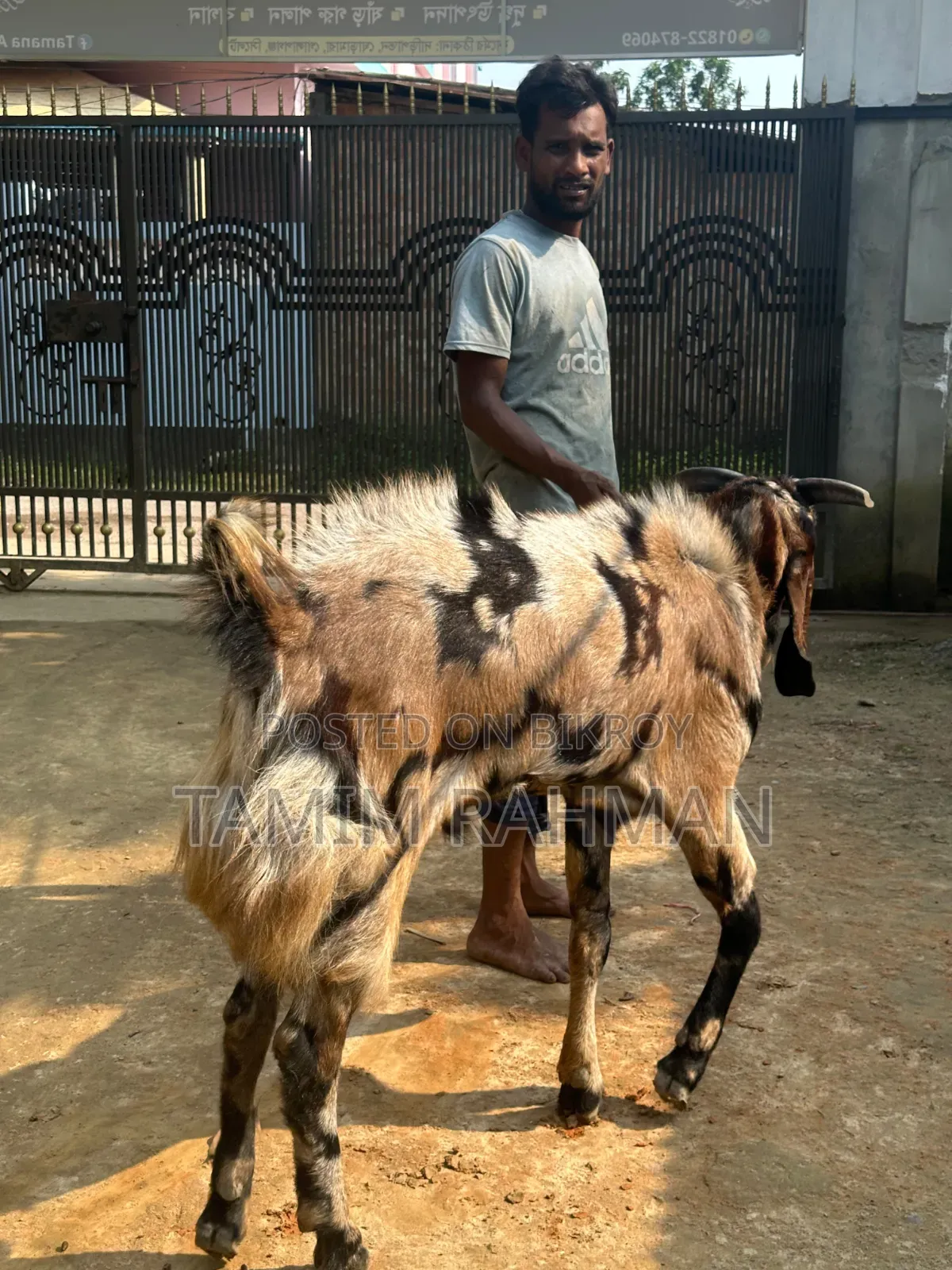 A goat will be sold