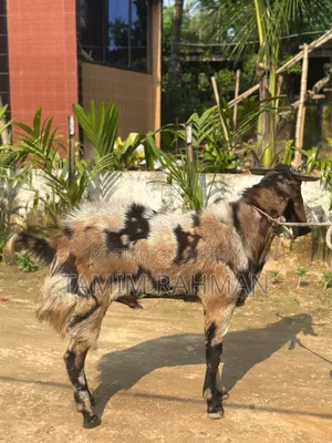 A goat will be sold