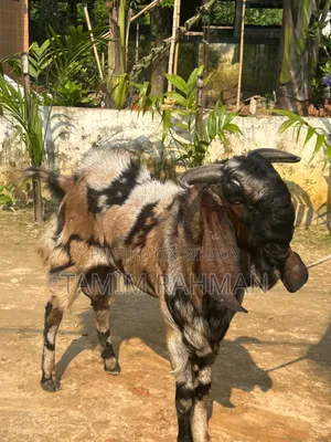 A goat will be sold