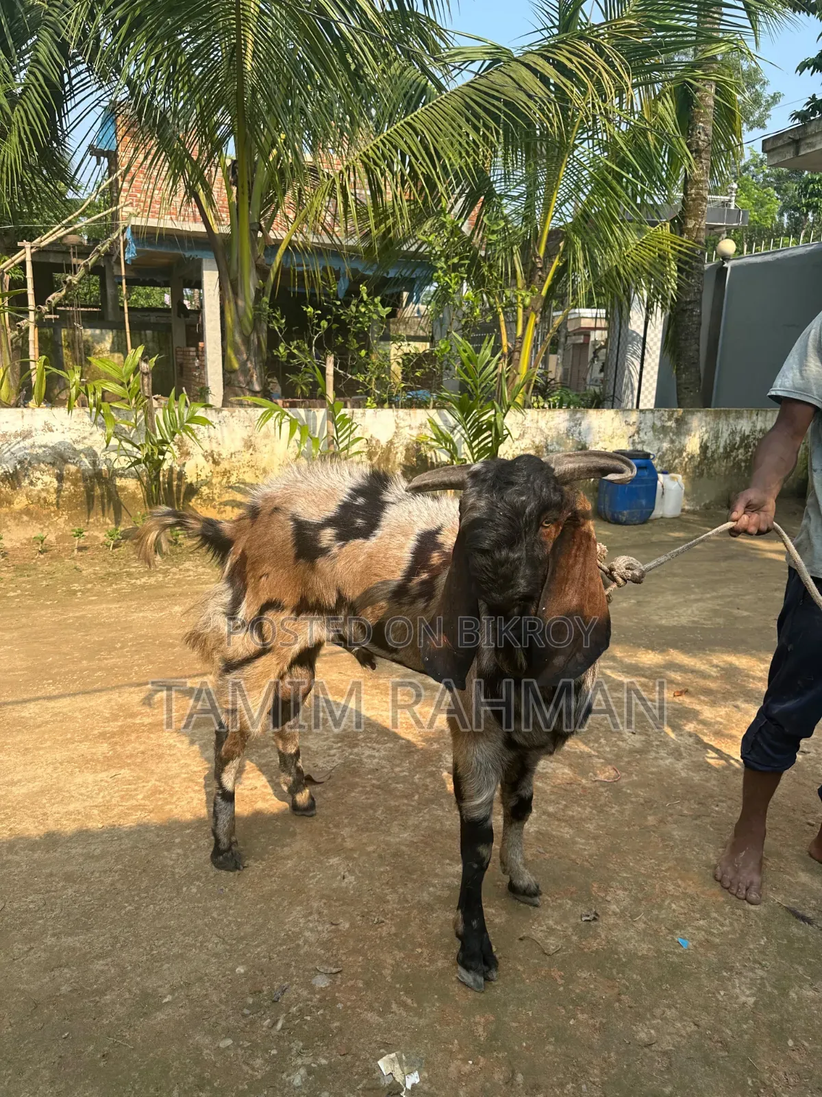 A goat will be sold
