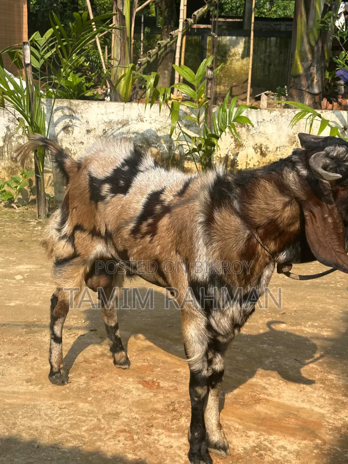 A goat will be sold