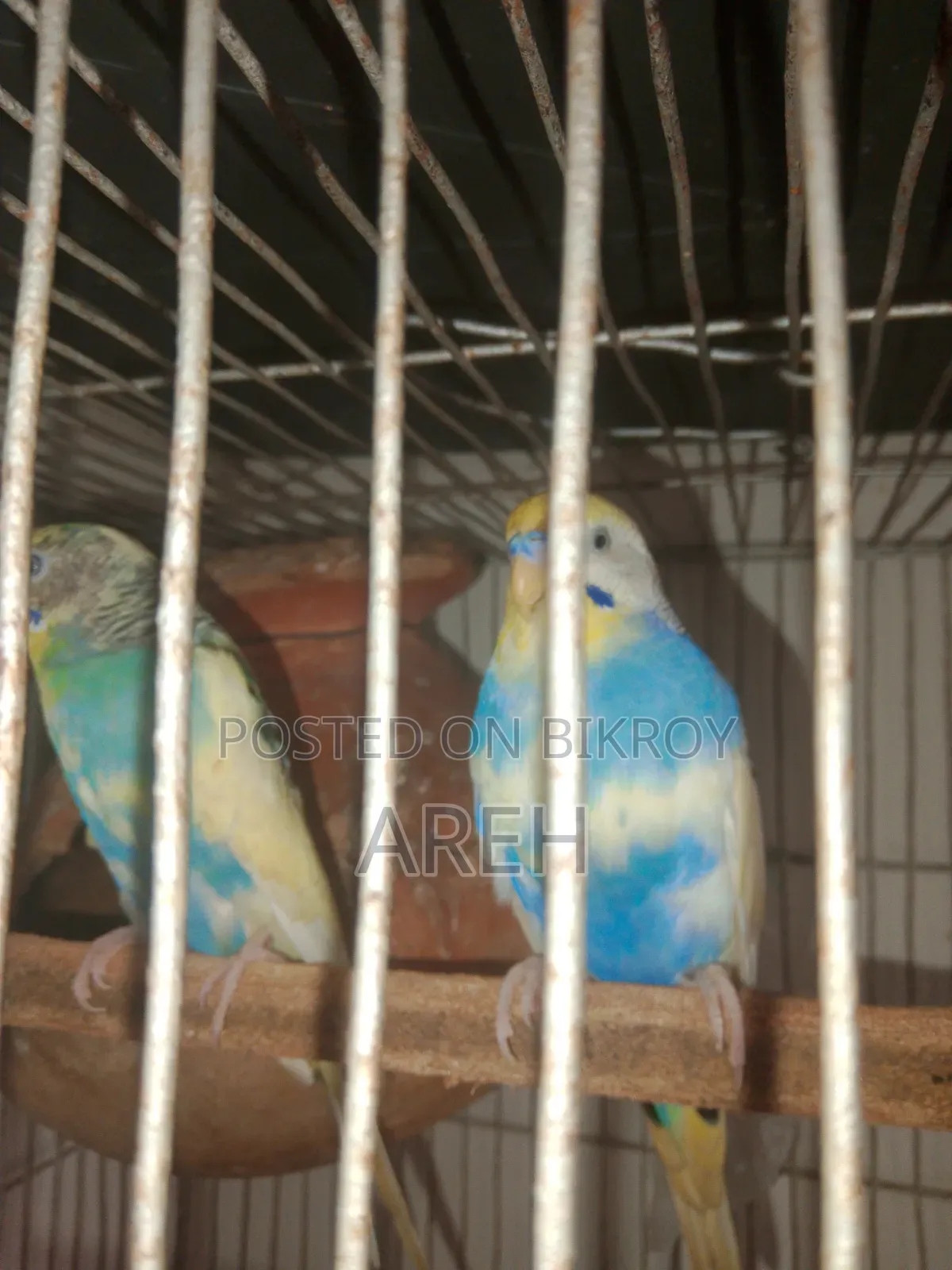 Budgerigar Bird