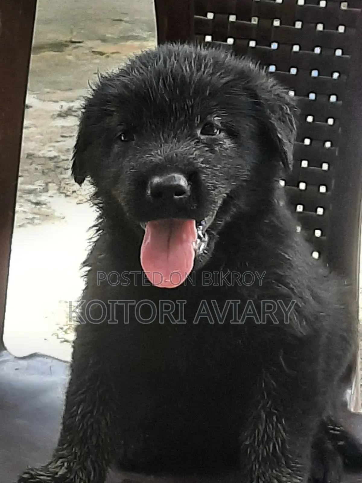 0-1 Month Male Purebred Great Dane