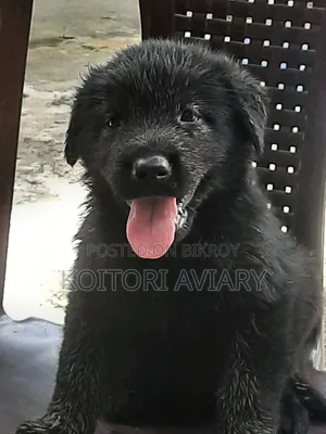 0-1 Month Male Purebred Great Dane