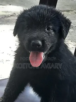 0-1 Month Male Purebred Great Dane