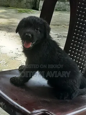 0-1 Month Male Purebred Great Dane