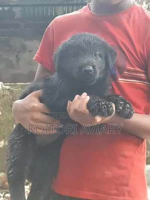 0-1 Month Male Purebred Great Dane