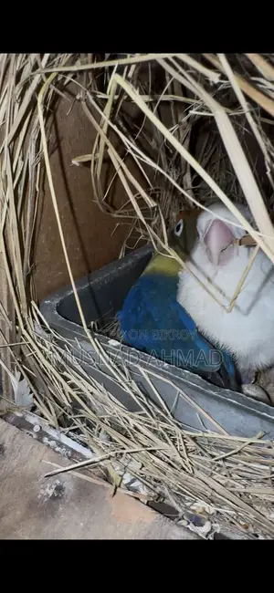 রানিং লাভ বার্ডস পেয়ার উইথ বেবি
