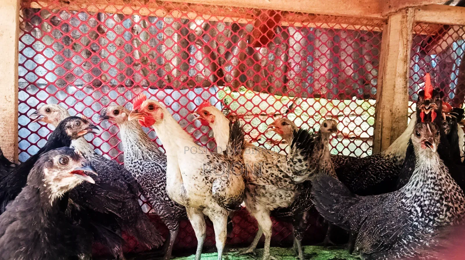 Fayoumi Chicken