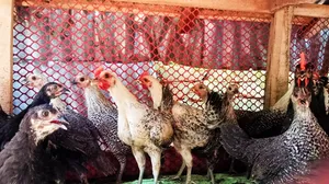 Fayoumi Chicken