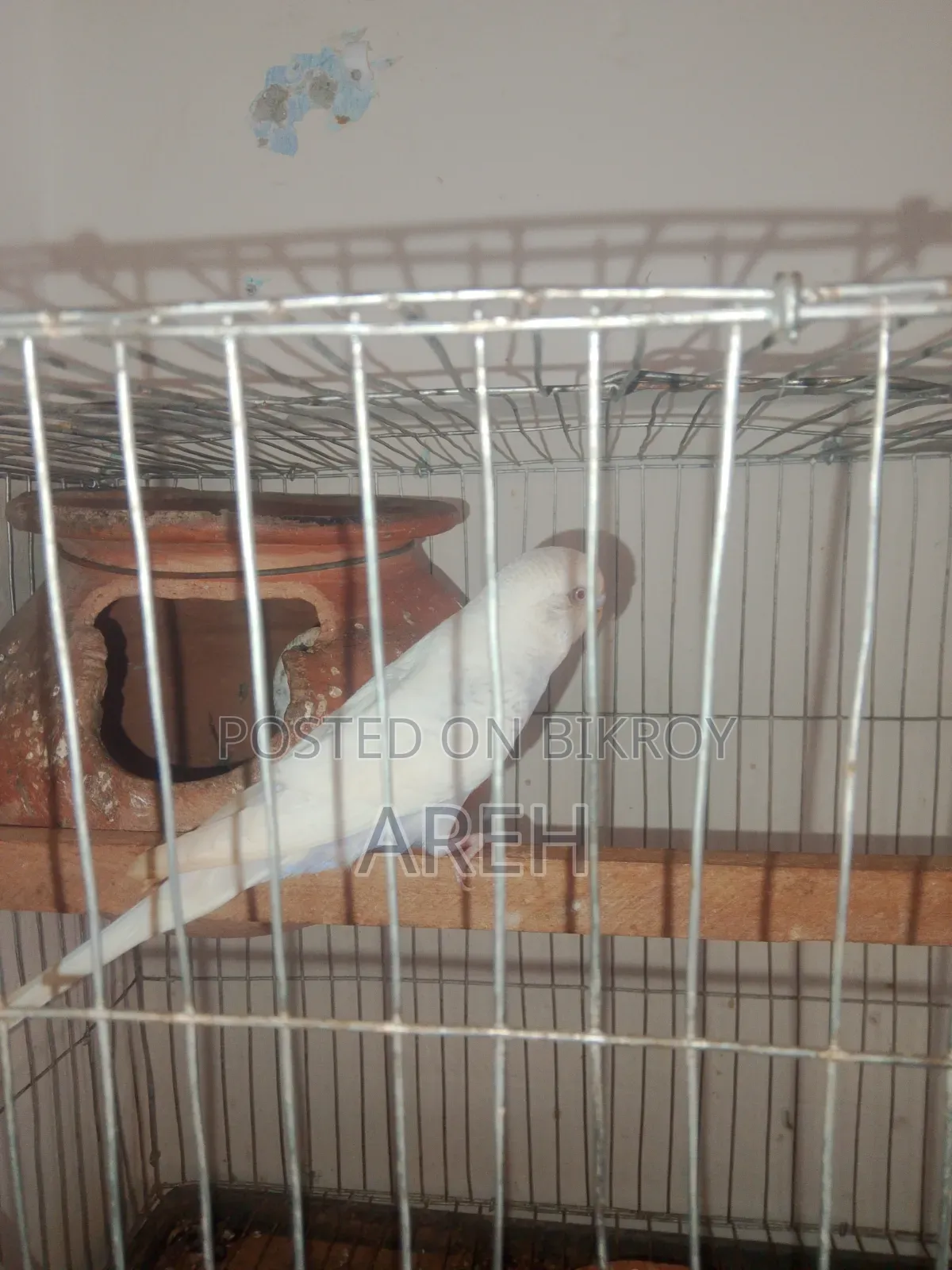 বাজিগর পাখি