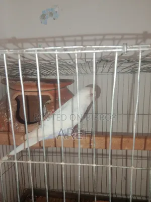 বাজিগর পাখি