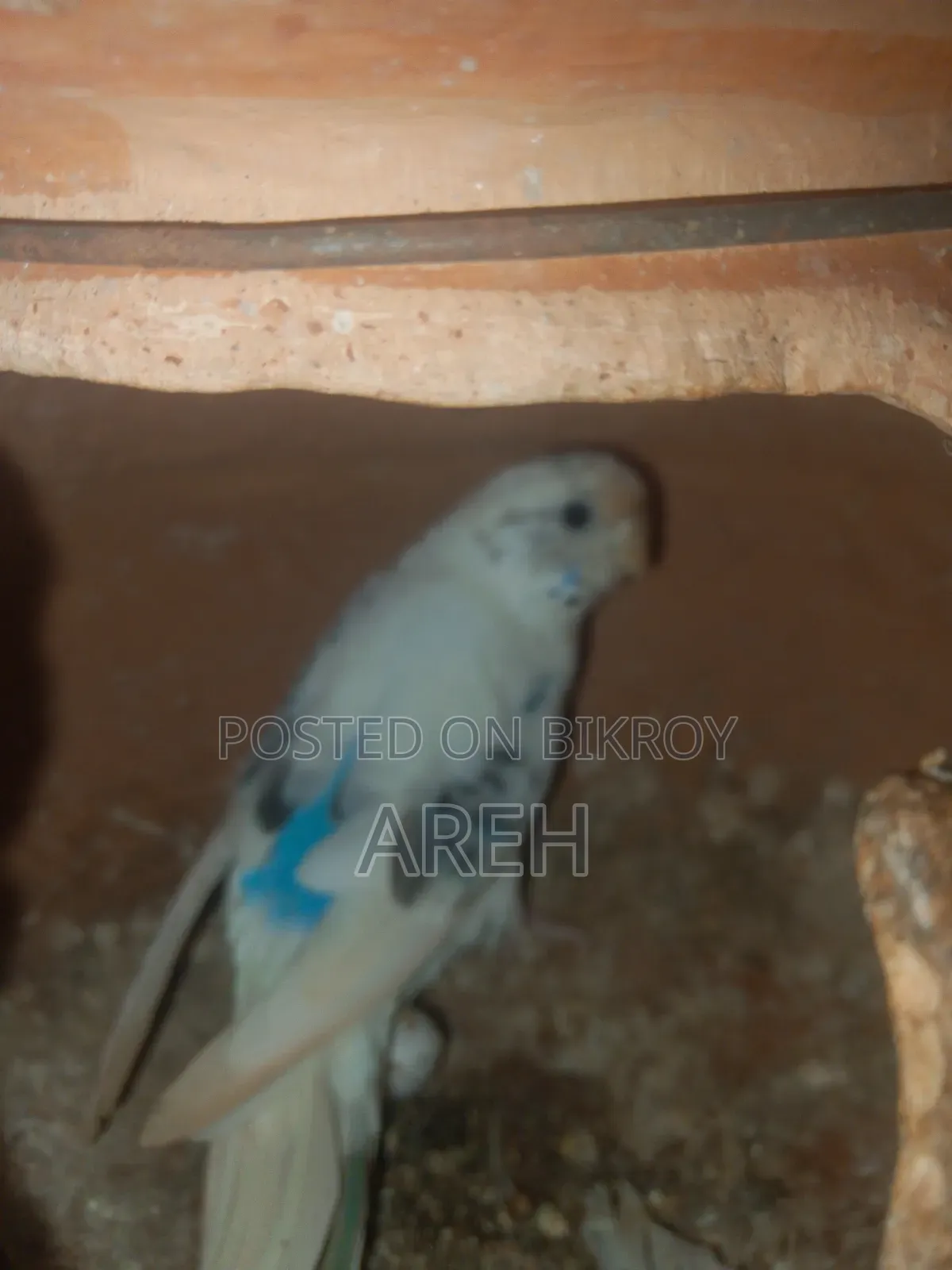 বাজিগর পাখি