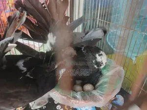 Black Lakkha Pigeon